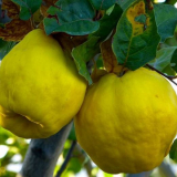 Сладко от дюли - 7 най-вкусни рецепти за зимата...